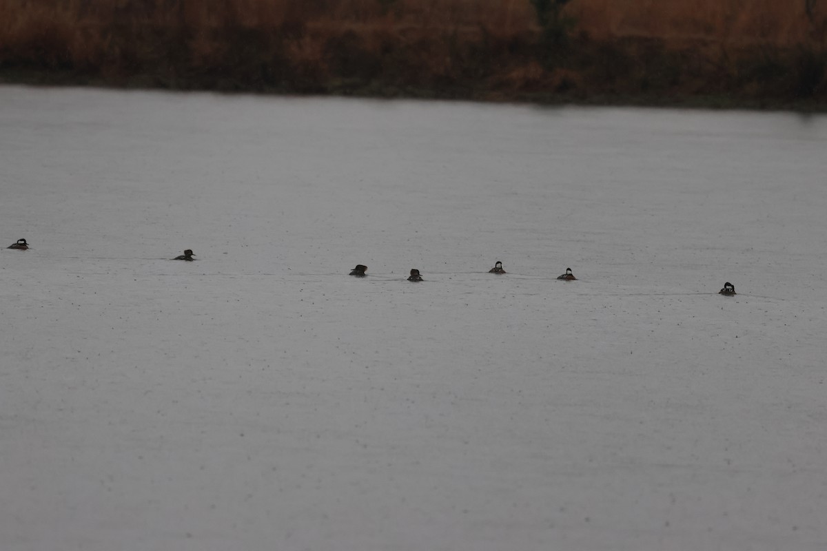 Hooded Merganser - ML646598858