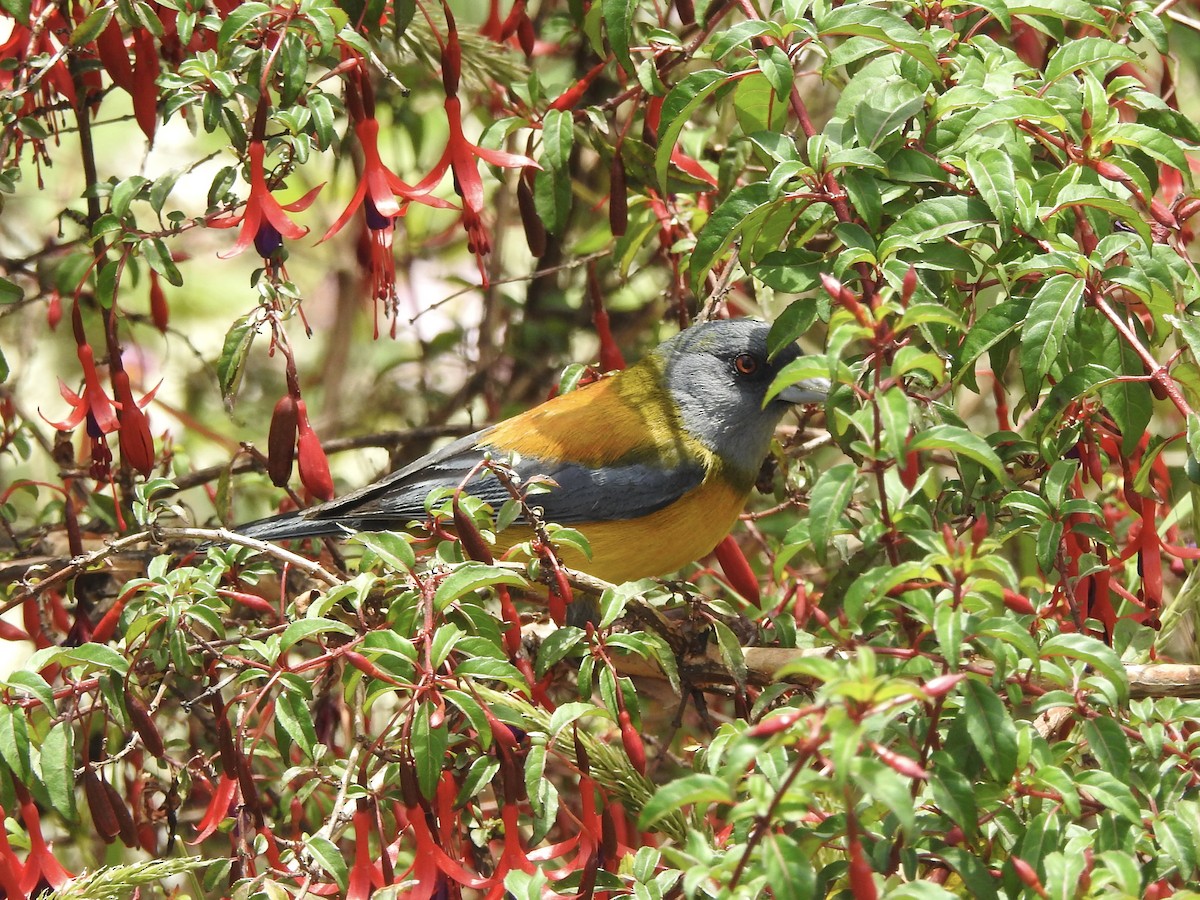 Patagonian Sierra Finch - ML646598862