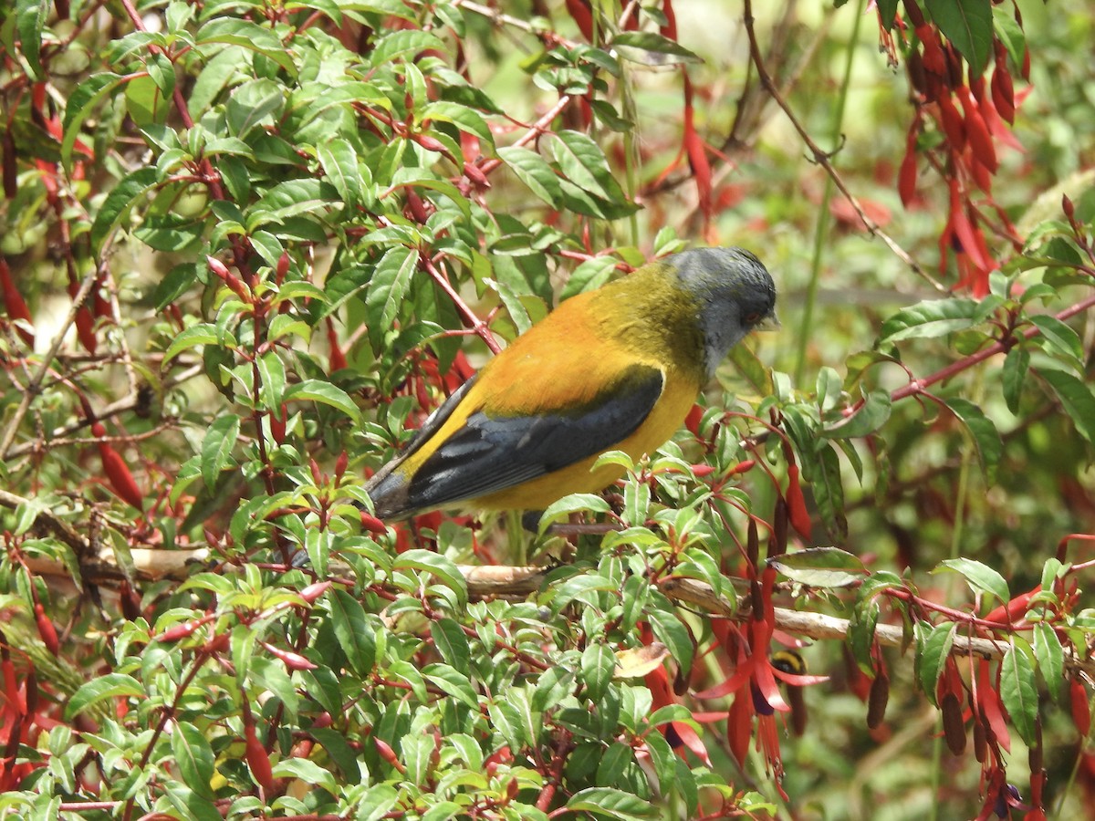 Patagonian Sierra Finch - ML646598863