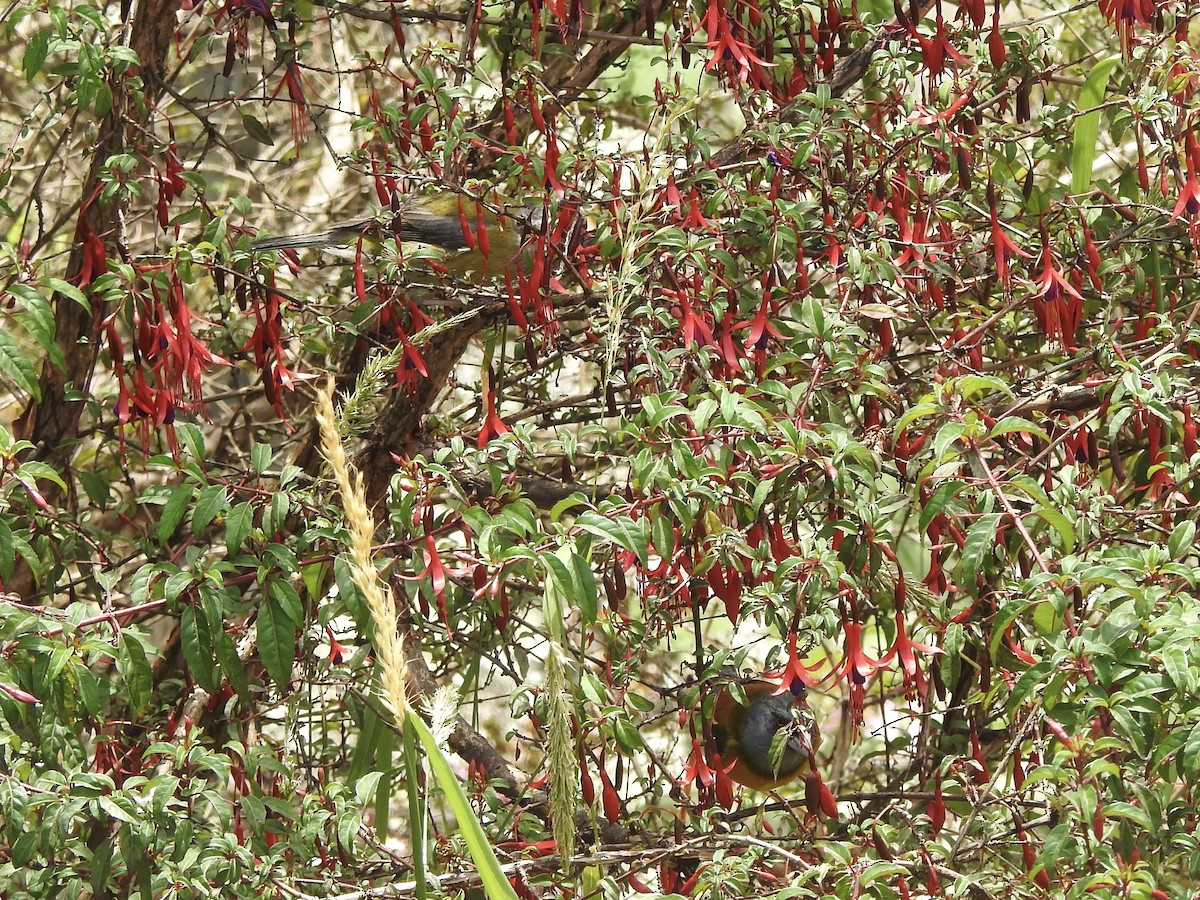 Patagonian Sierra Finch - ML646598864