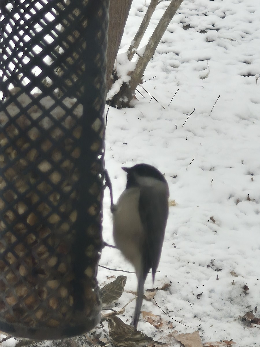 Karolina Baştankarası - ML646598865