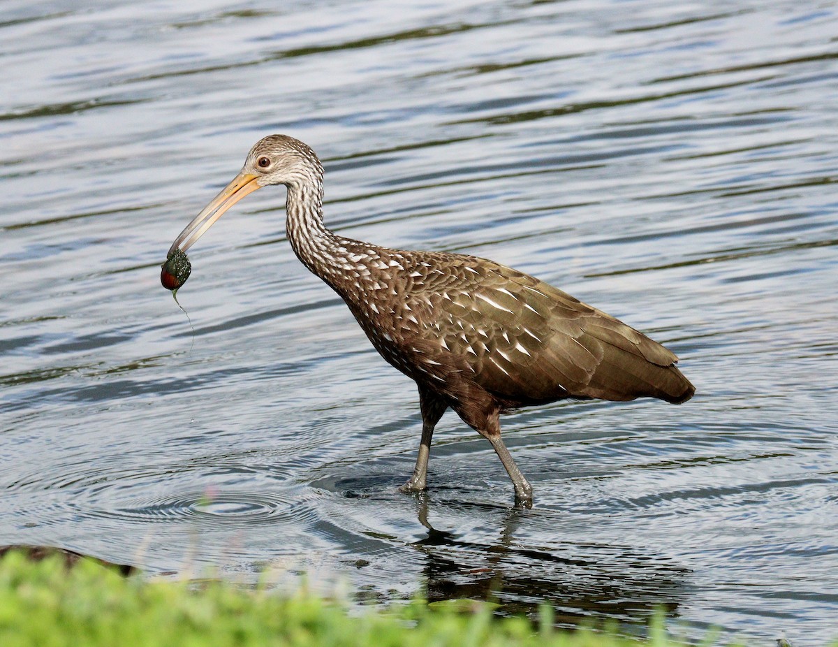 kurlan chřástalovitý - ML646598867