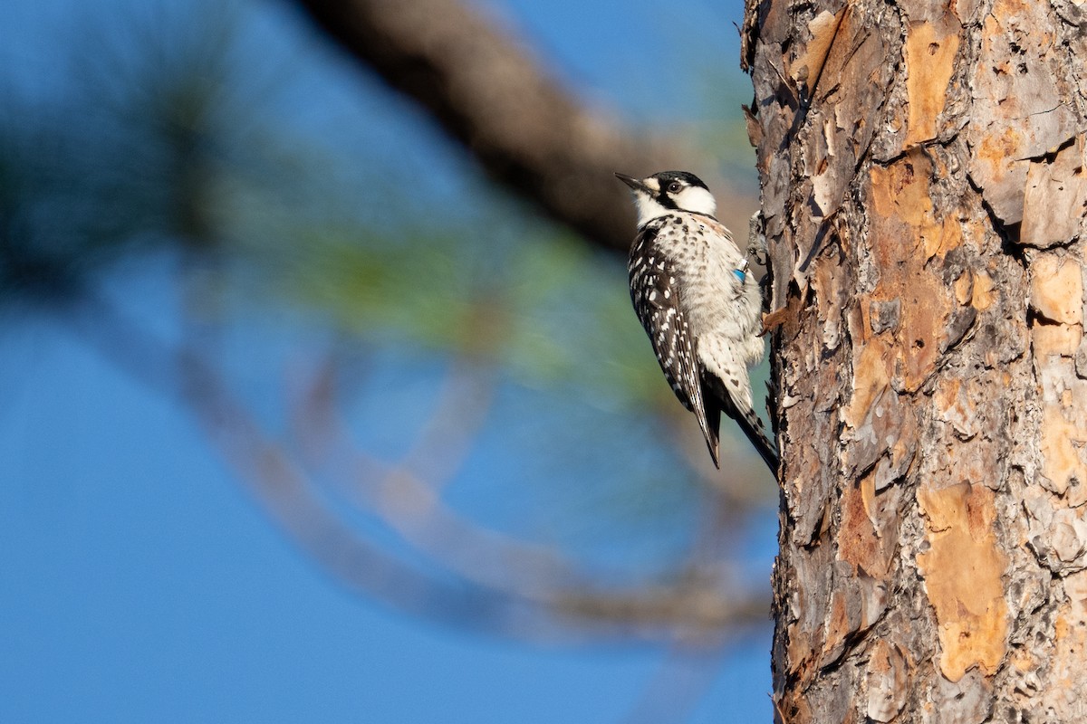 Red-cockaded Woodpecker - ML646598868