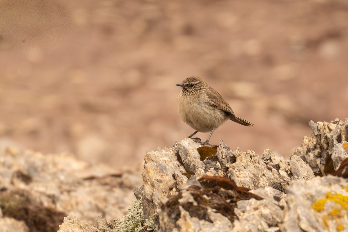 Streak-throated Canastero - ML646598869