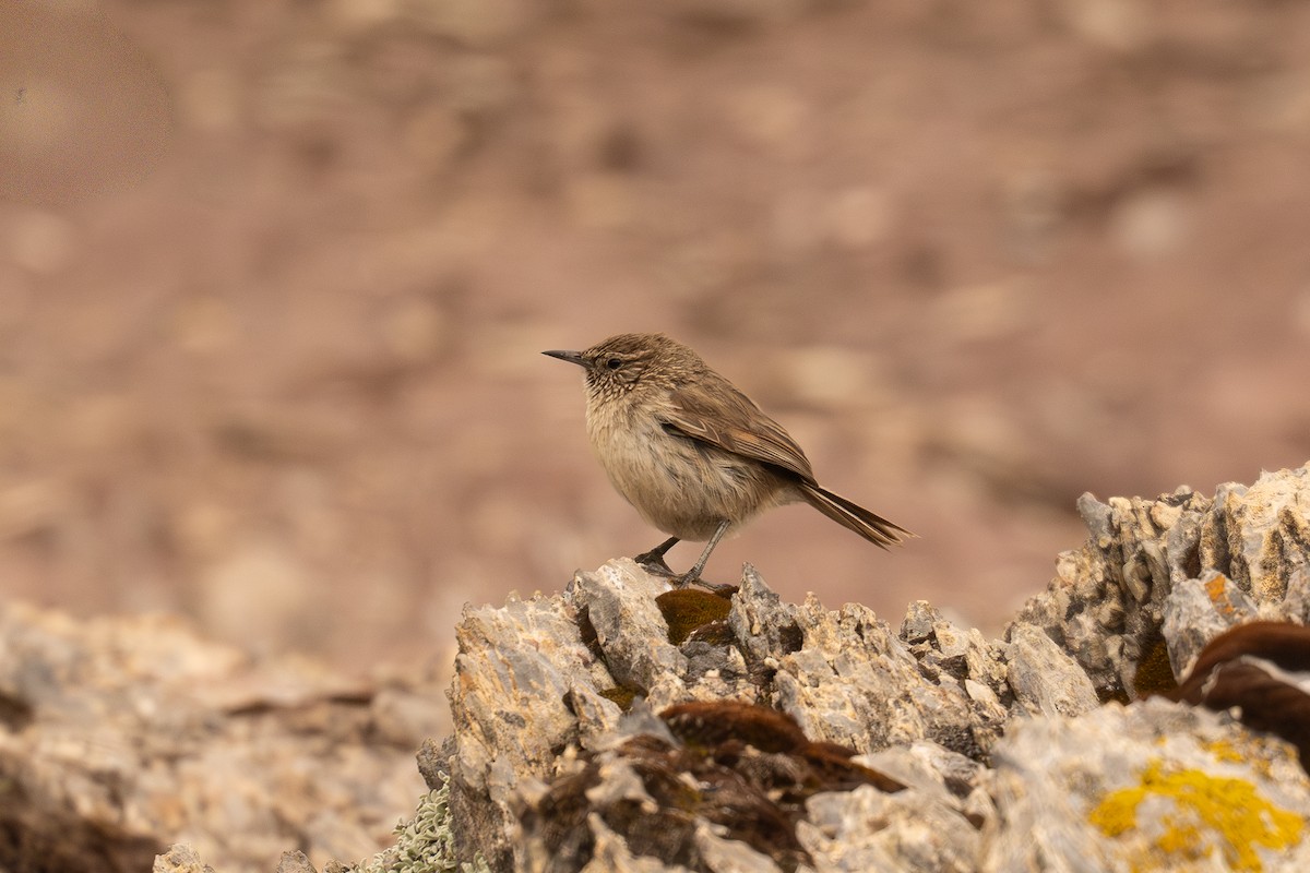 Streak-throated Canastero - ML646598870