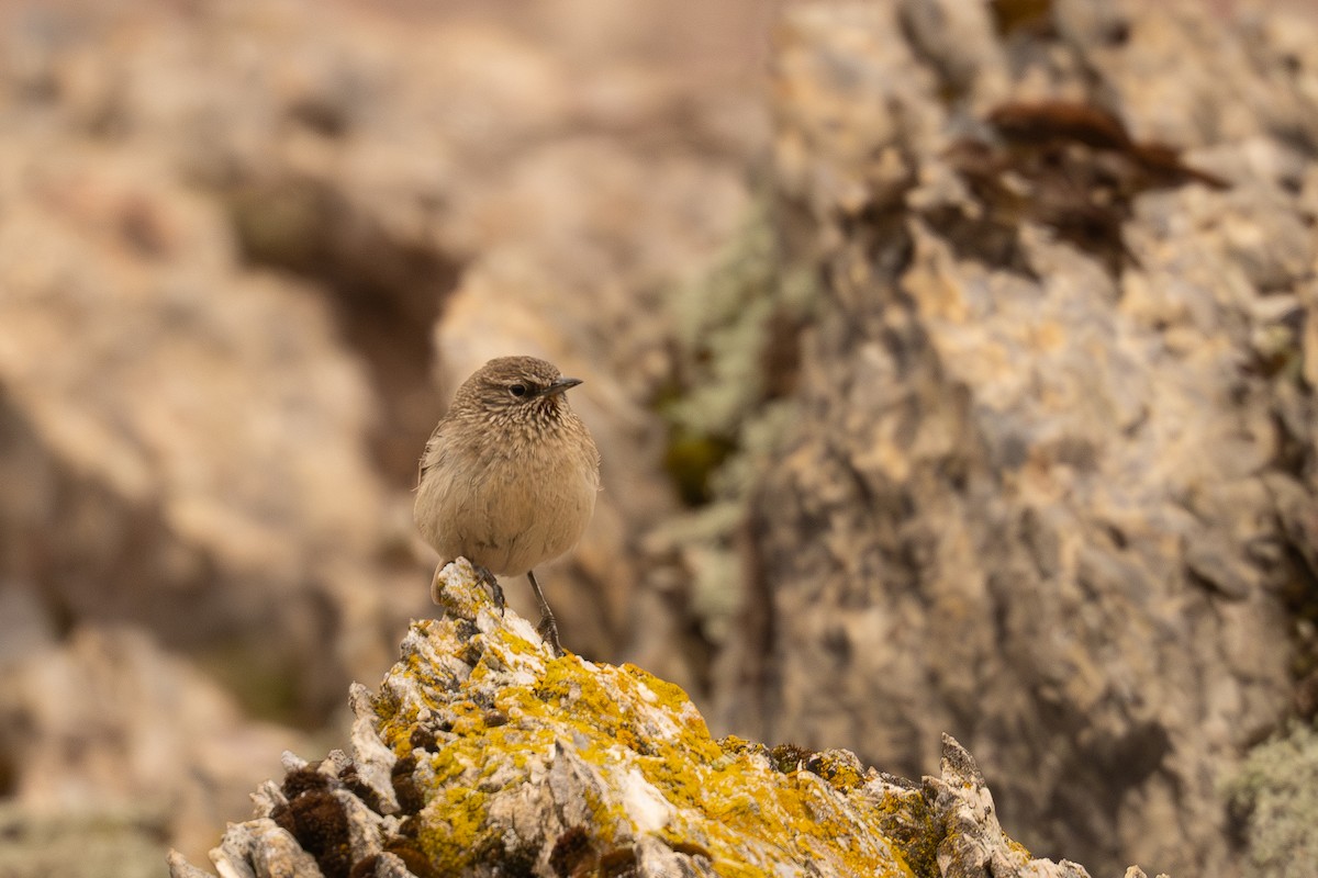 Streak-throated Canastero - ML646598871