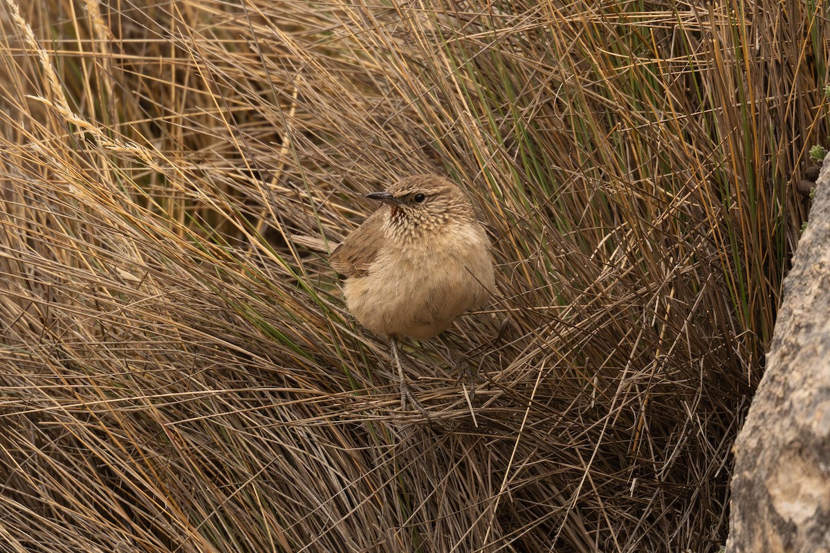 Streak-throated Canastero - ML646598872