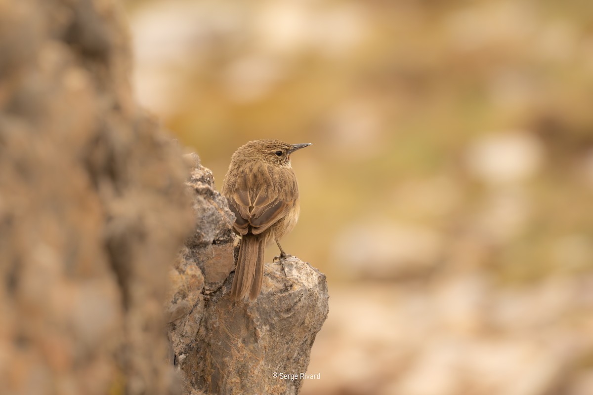 Streak-throated Canastero - ML646598873