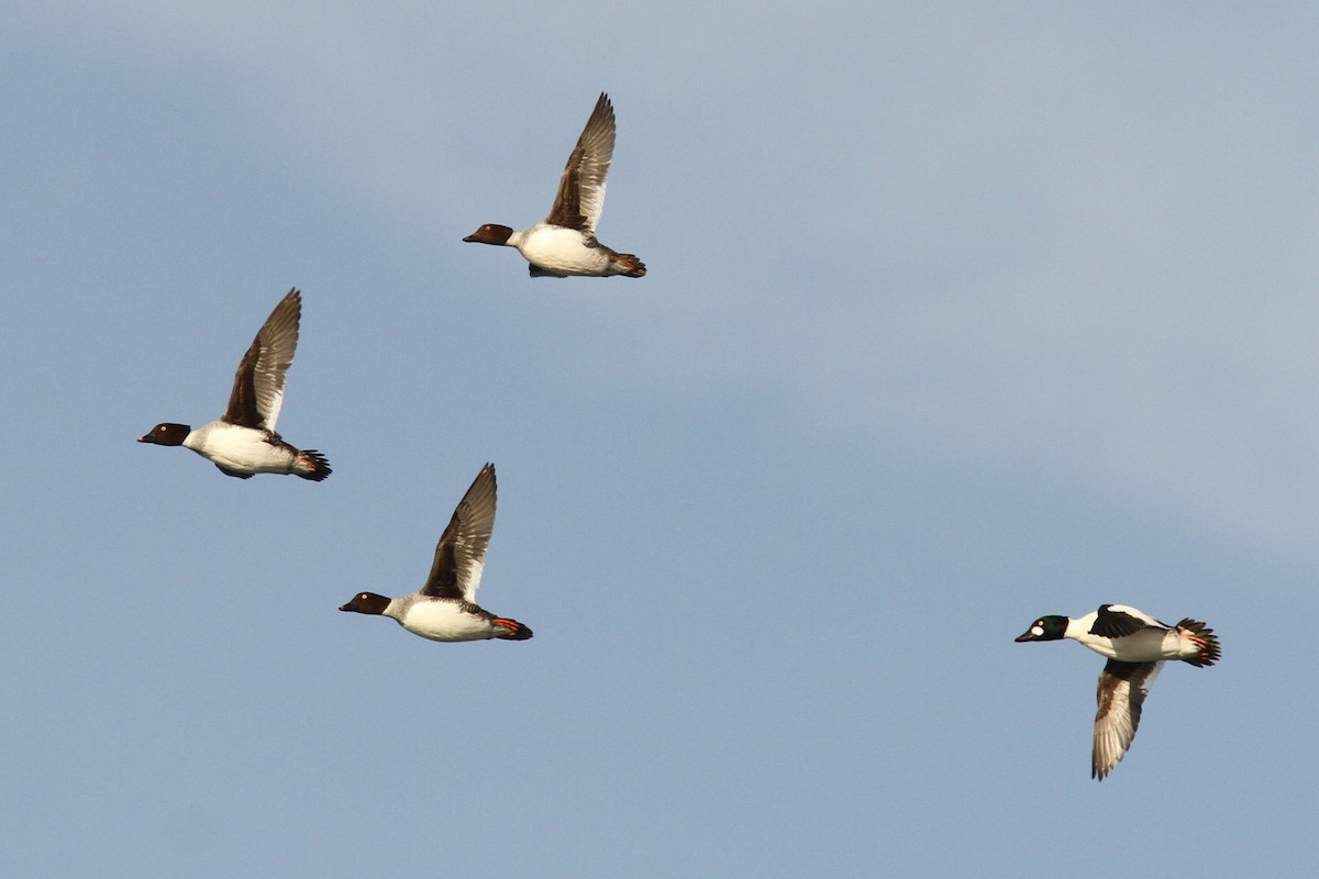 Garrot à oeil d'or - ML646598874