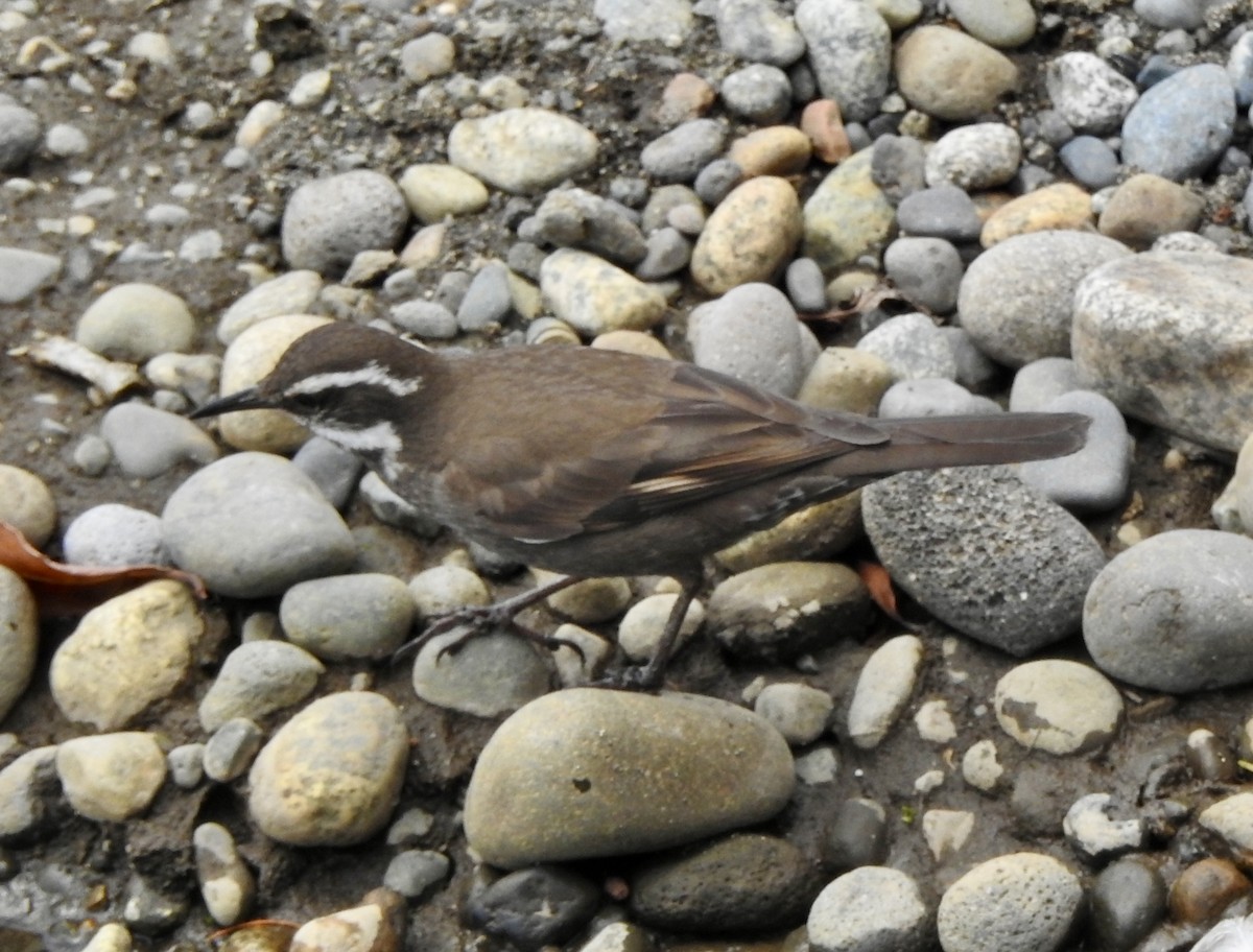 Dark-bellied Cinclodes - ML646598875