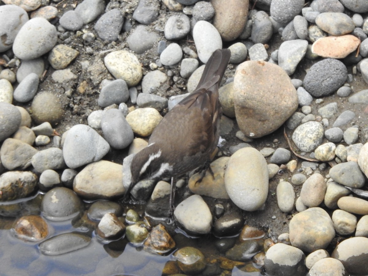 Dark-bellied Cinclodes - ML646598876