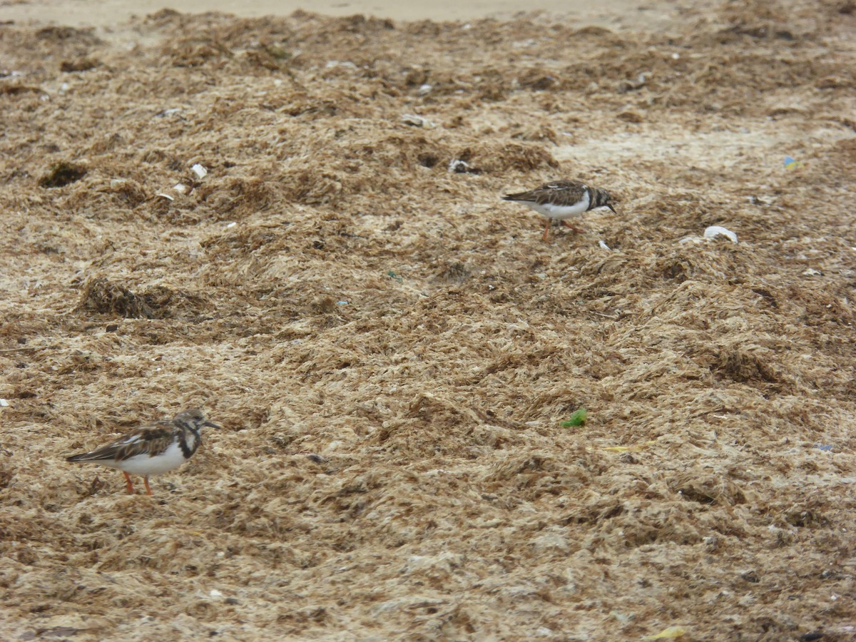 Ruddy Turnstone - ML646598877