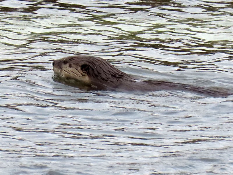 North American River Otter - ML646598878
