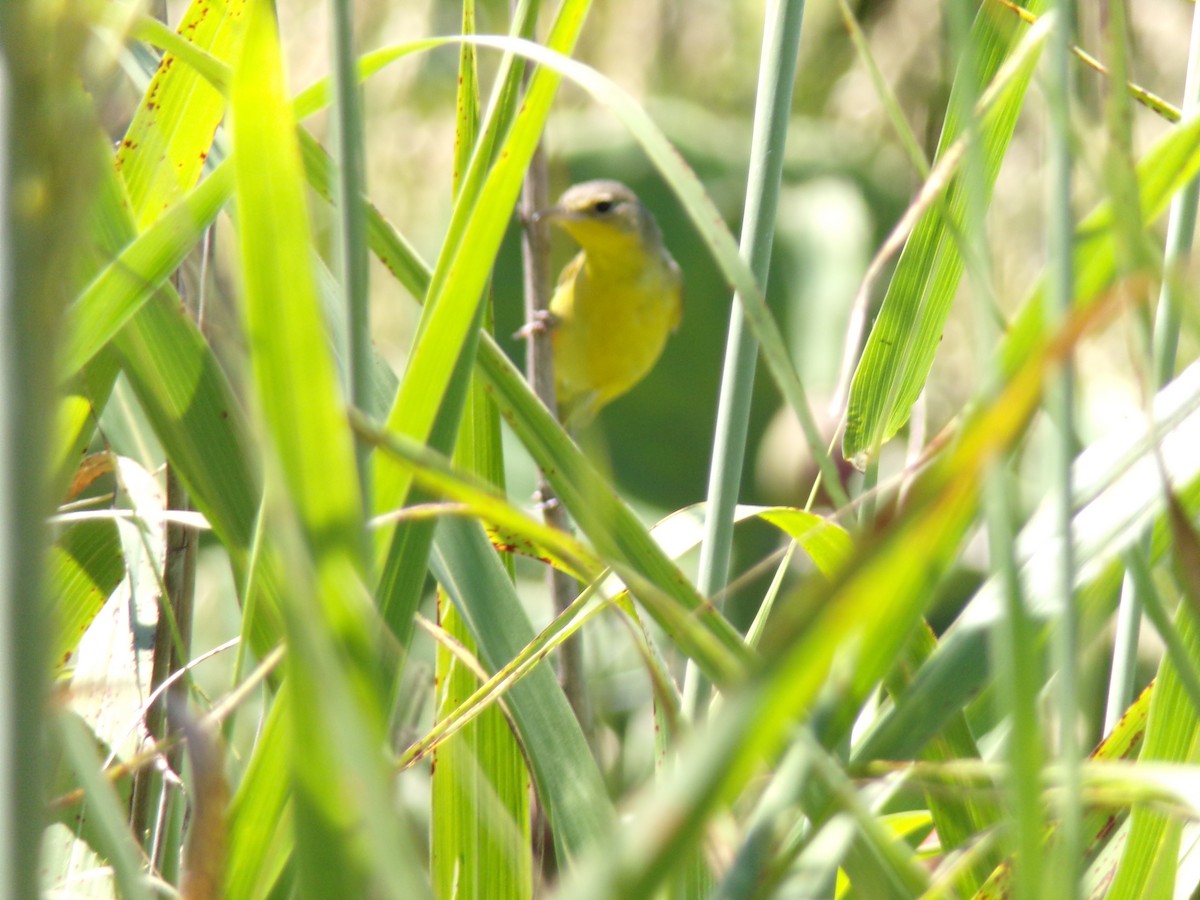 Жовтогорлик східний - ML646598879