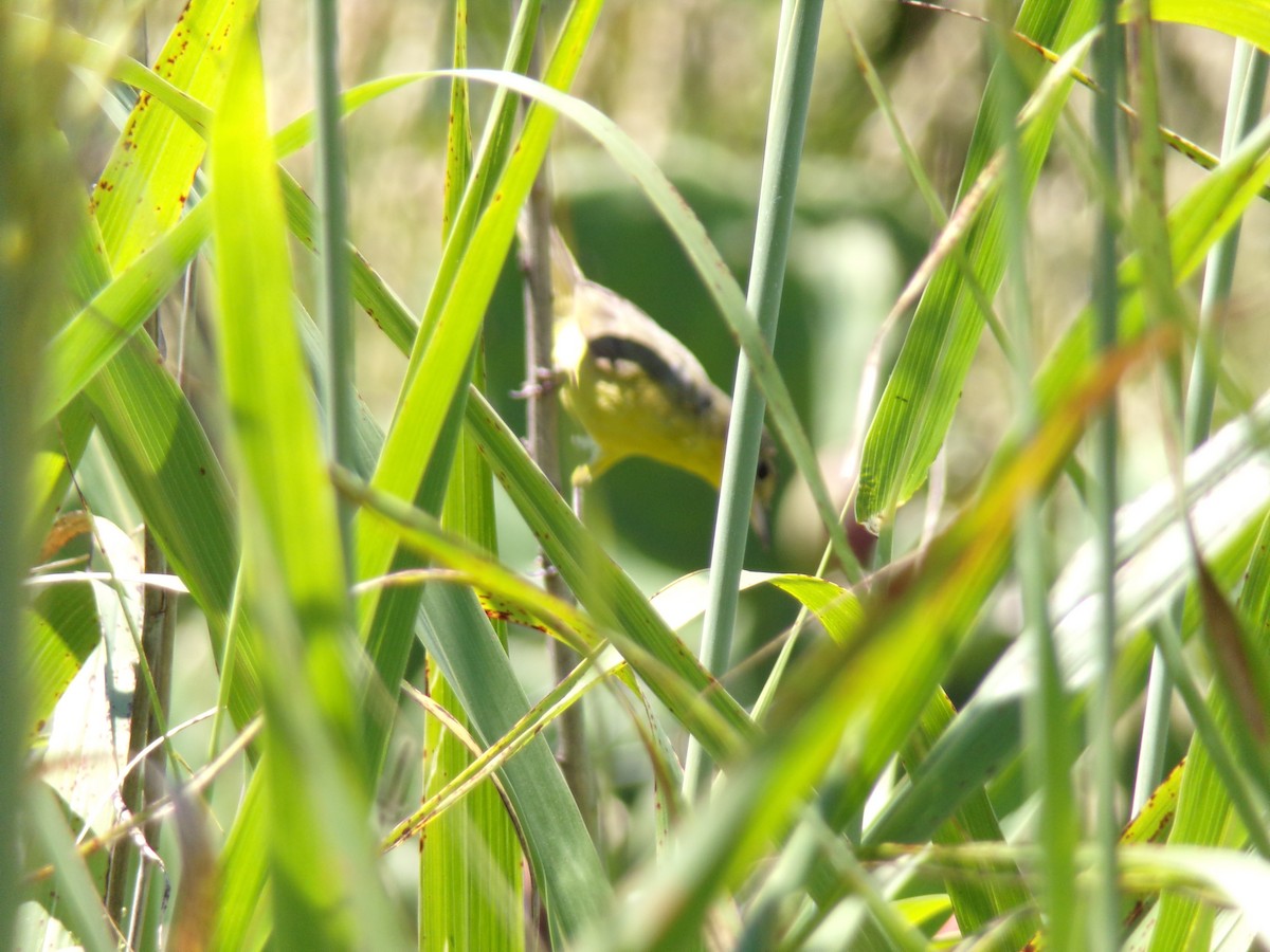 Жовтогорлик східний - ML646598880