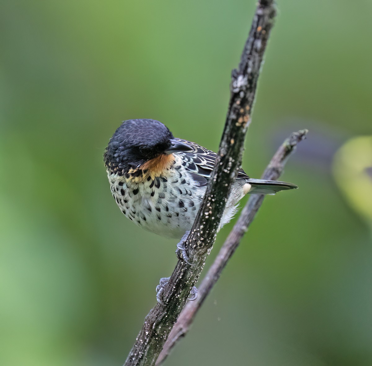 Рыжегорлая танагра - ML646598881