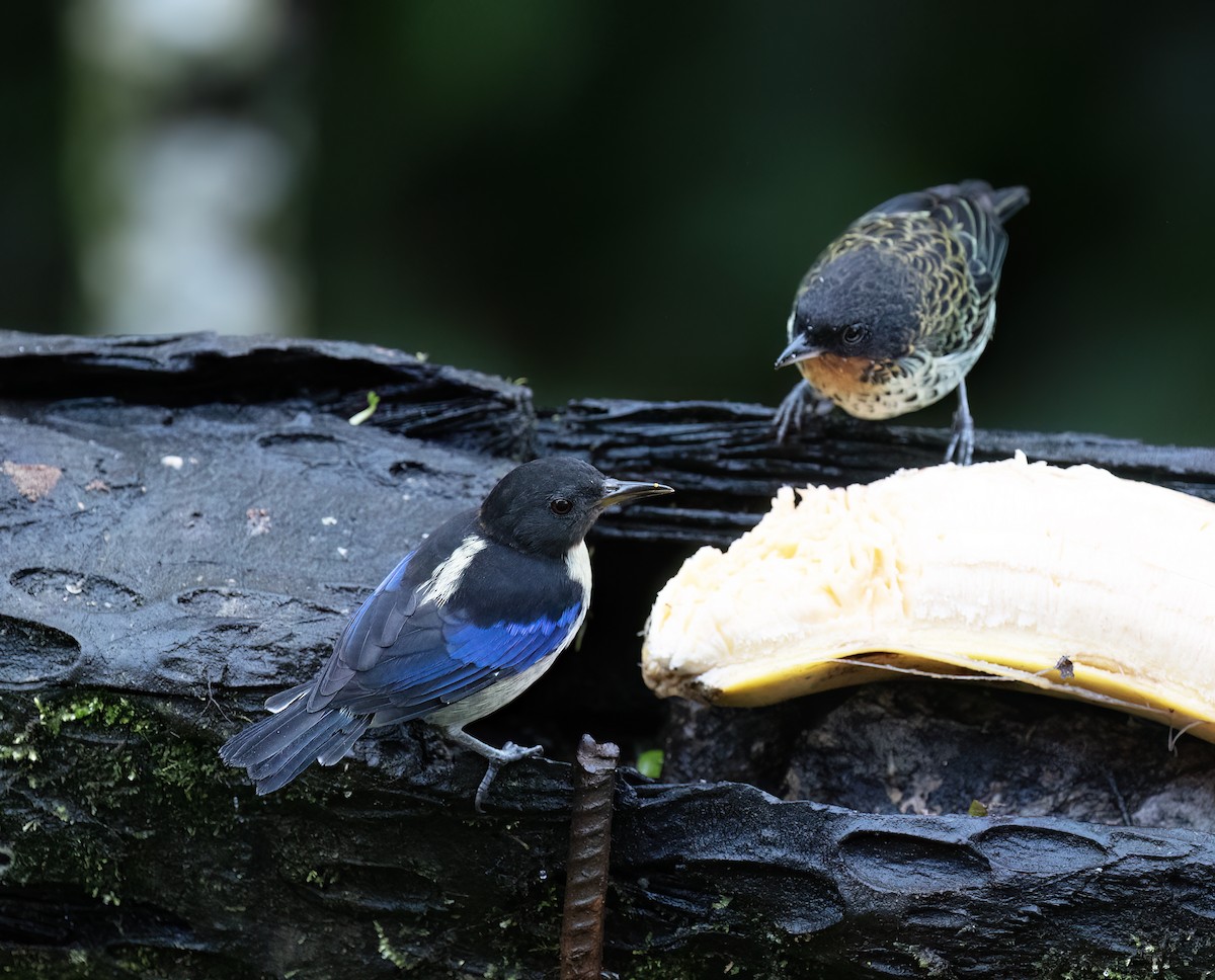 Рыжегорлая танагра - ML646598882