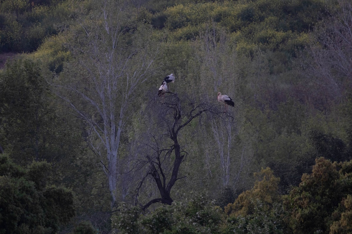 Leylek - ML646598885