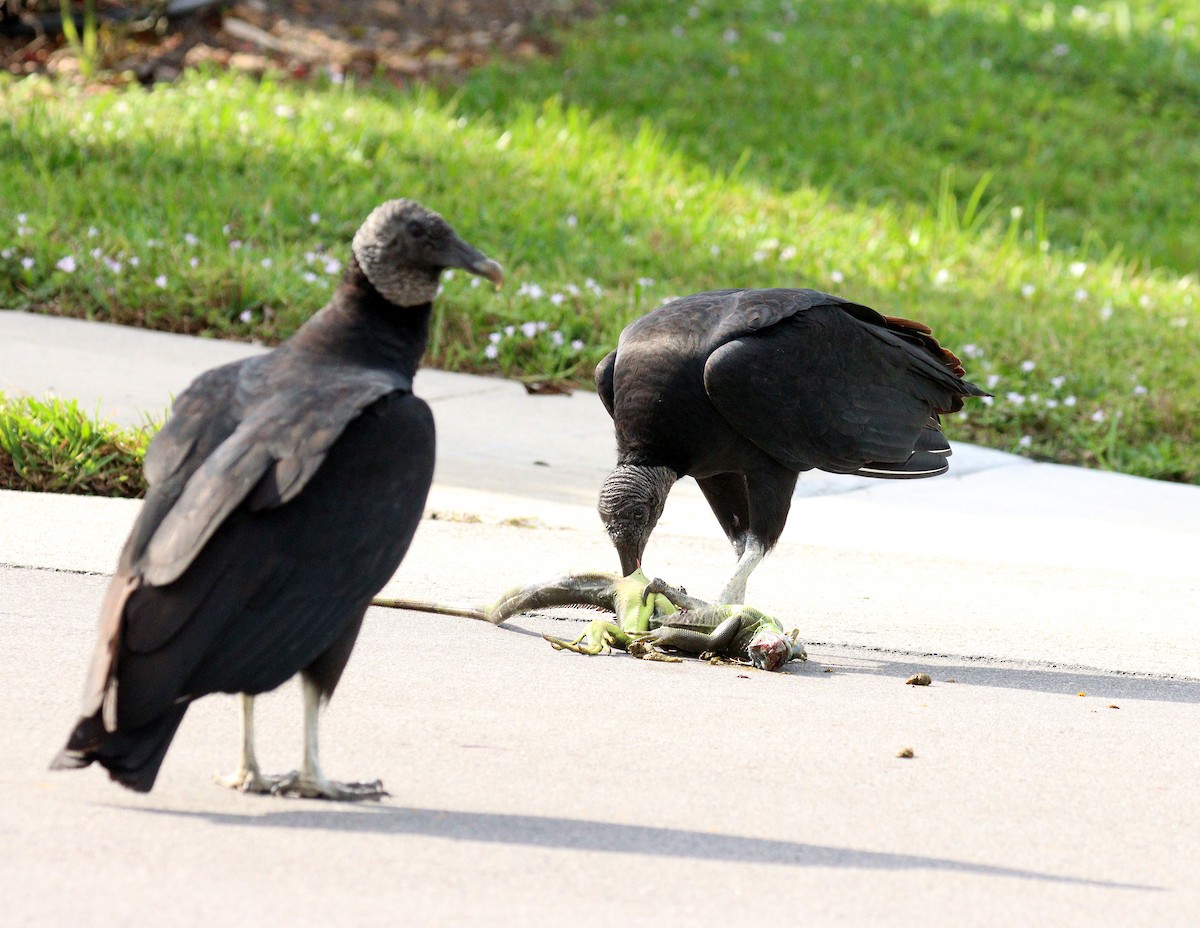 kondor havranovitý - ML646598886