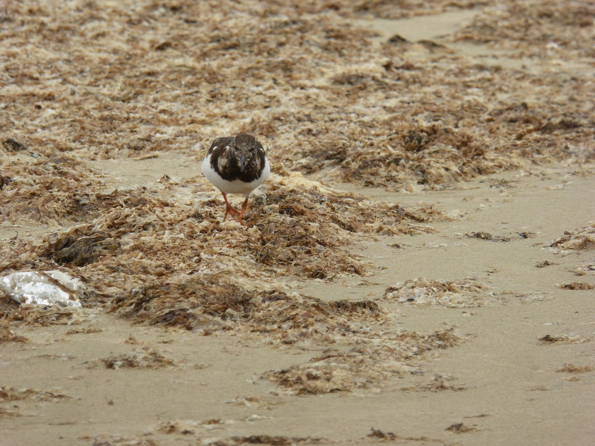 Ruddy Turnstone - ML646598887
