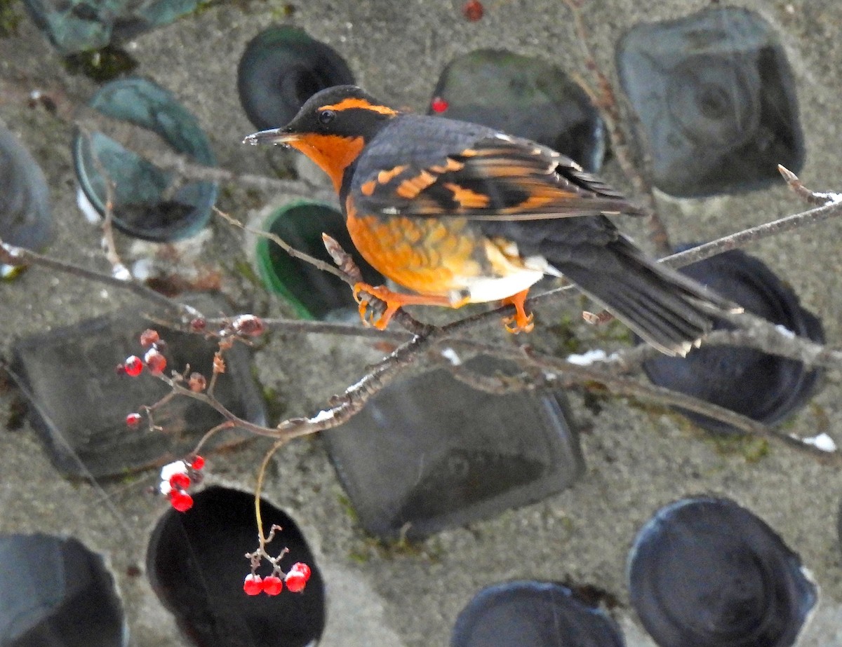 drozd pruhokřídlý - ML646598888