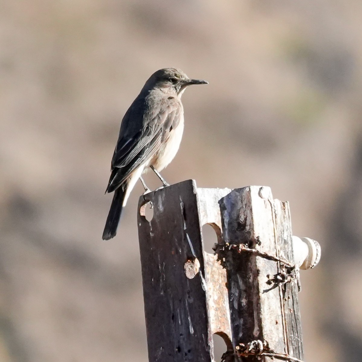 Black-billed Shrike-Tyrant - ML646598890