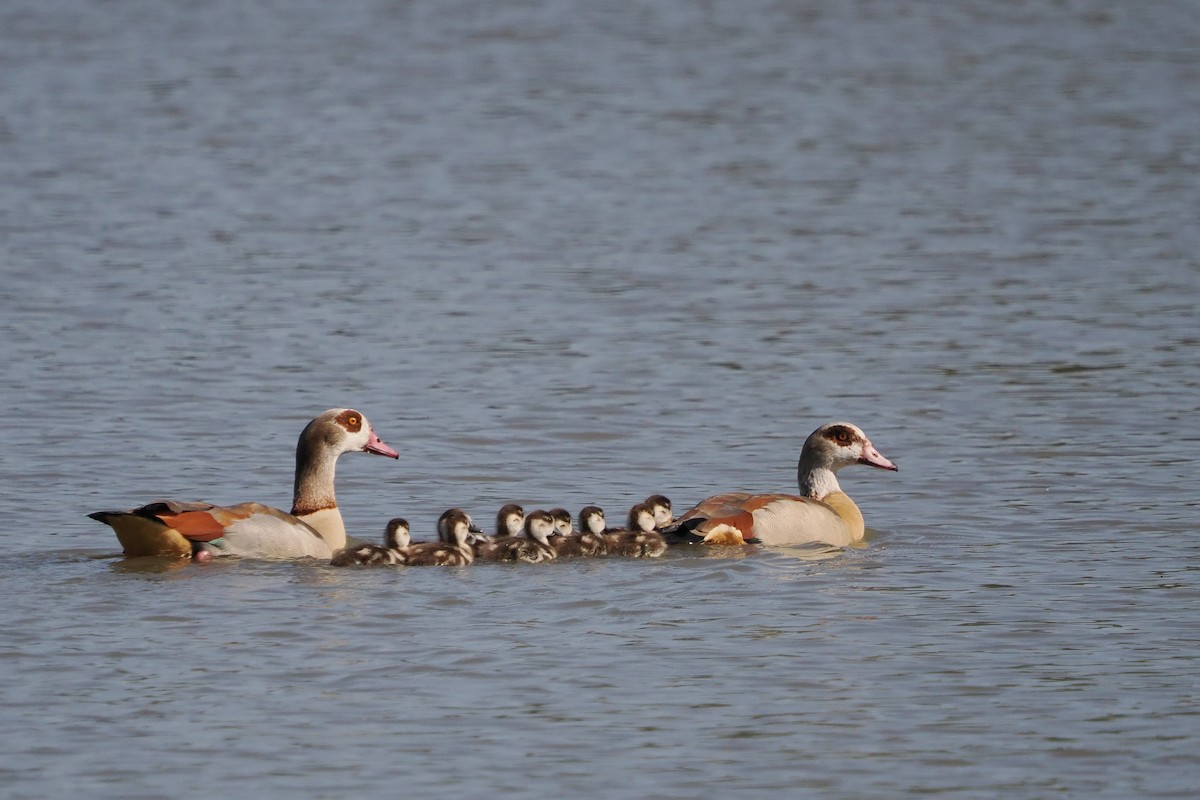 Egyptian Goose - ML646598891
