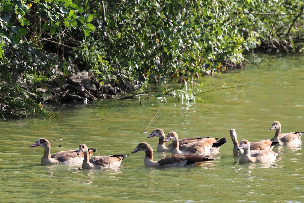 Egyptian Goose - ML646598892