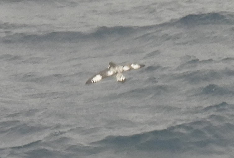 Pintado Petrel - ML646598893