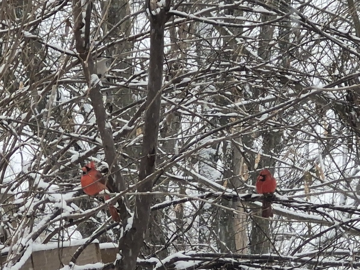 Kırmızı Kardinal - ML646598899