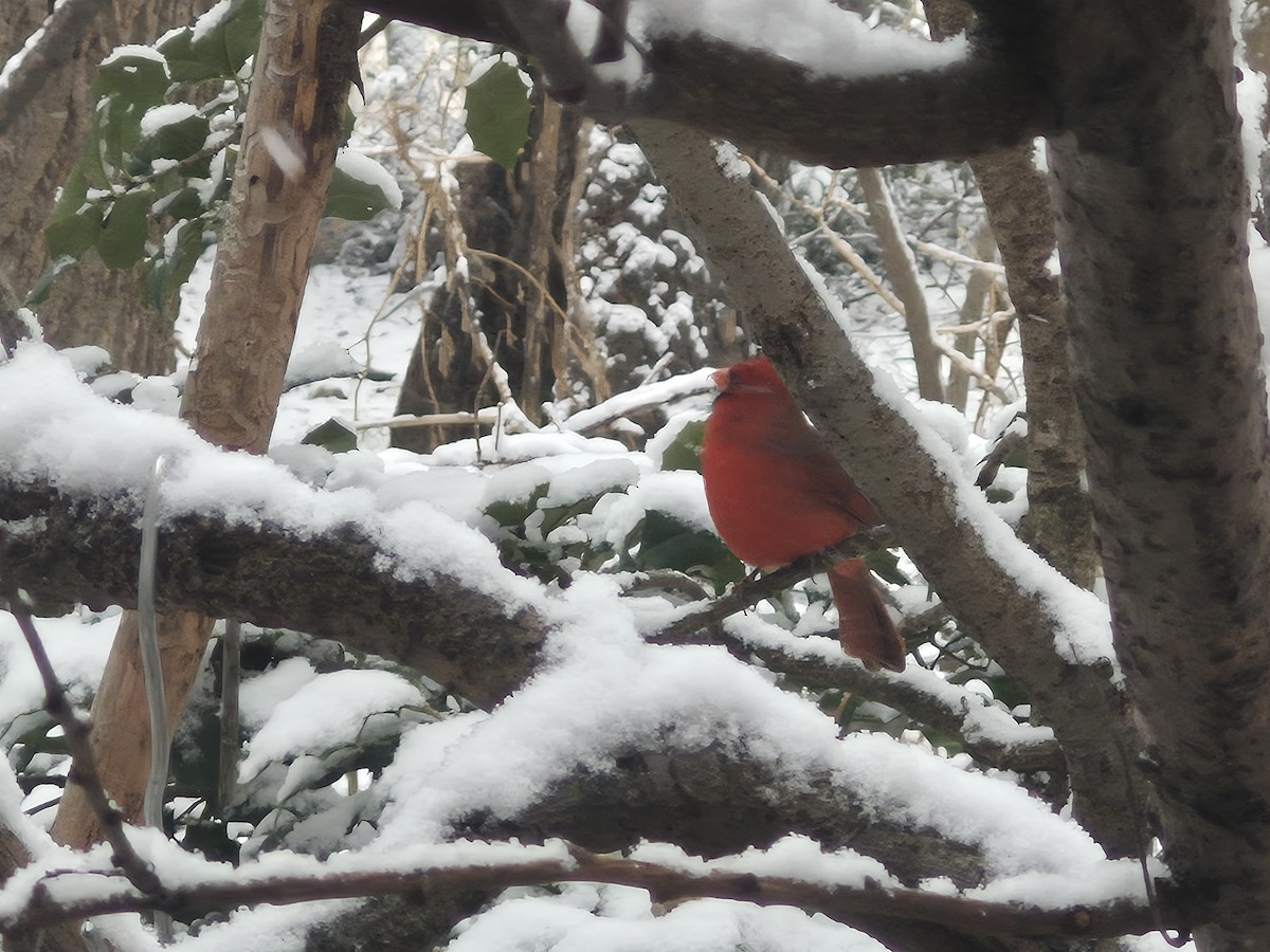 Kırmızı Kardinal - ML646598900