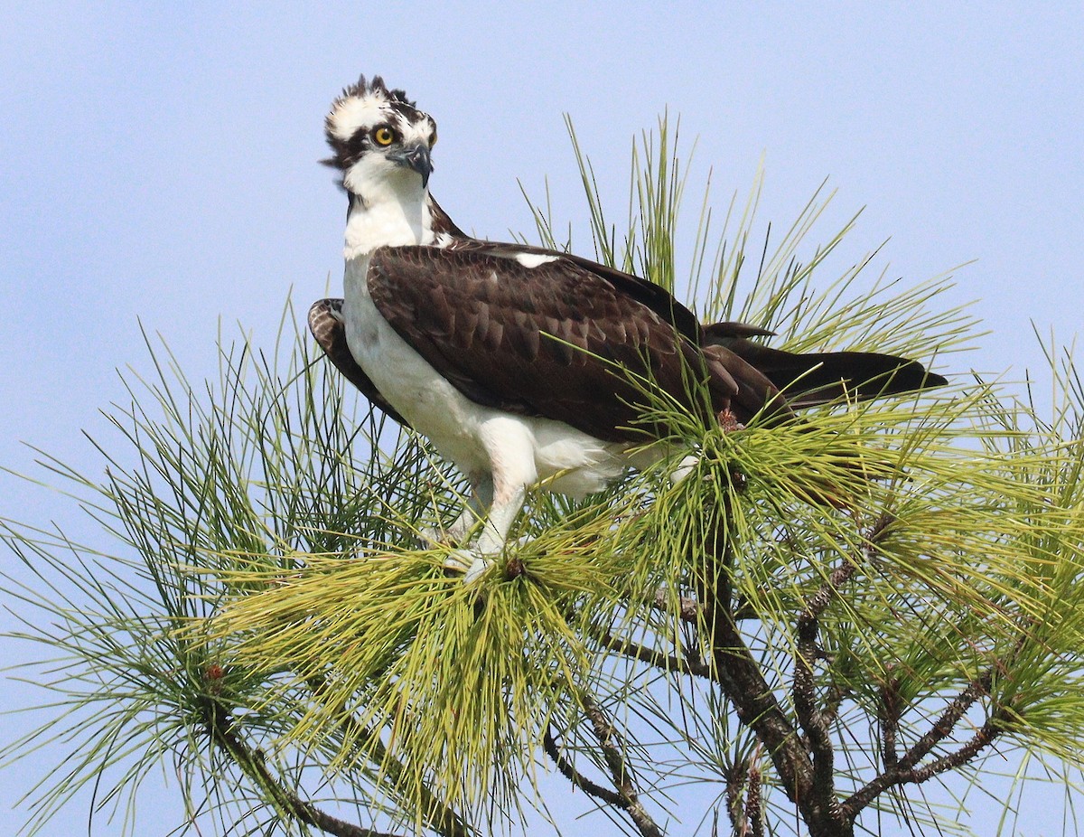 orlovec říční - ML646598902