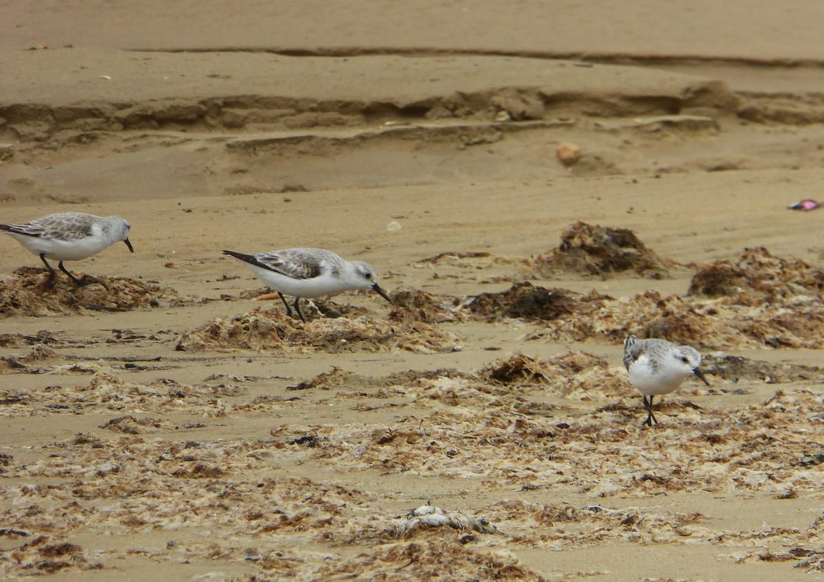 Sanderling - ML646598906