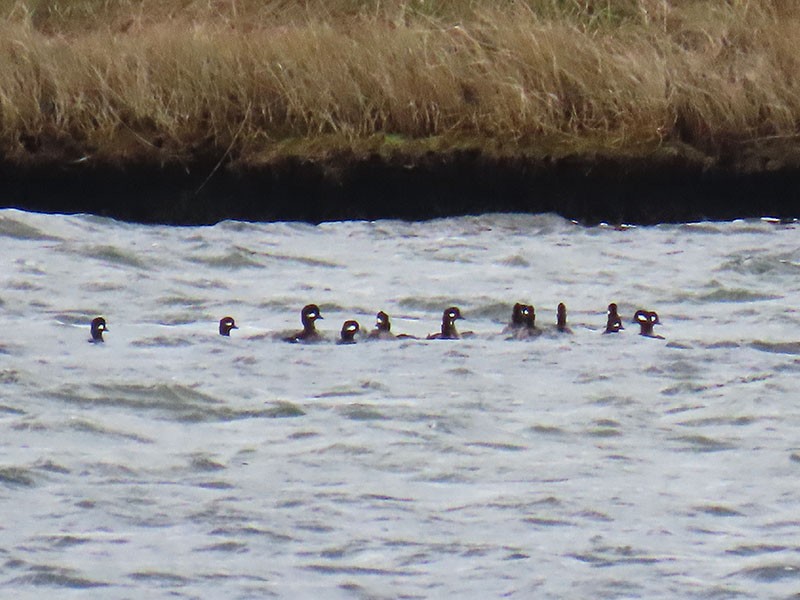 bøffeland - ML646598910