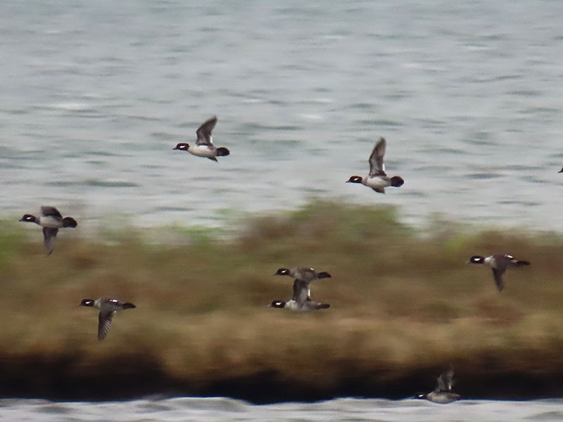 bøffeland - ML646598911