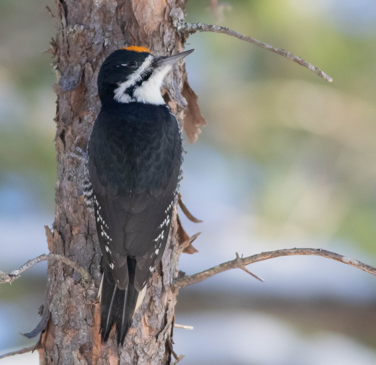Black-backed Woodpecker - ML646598913