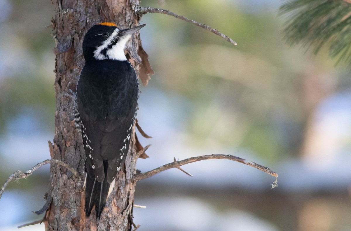 Black-backed Woodpecker - ML646598914