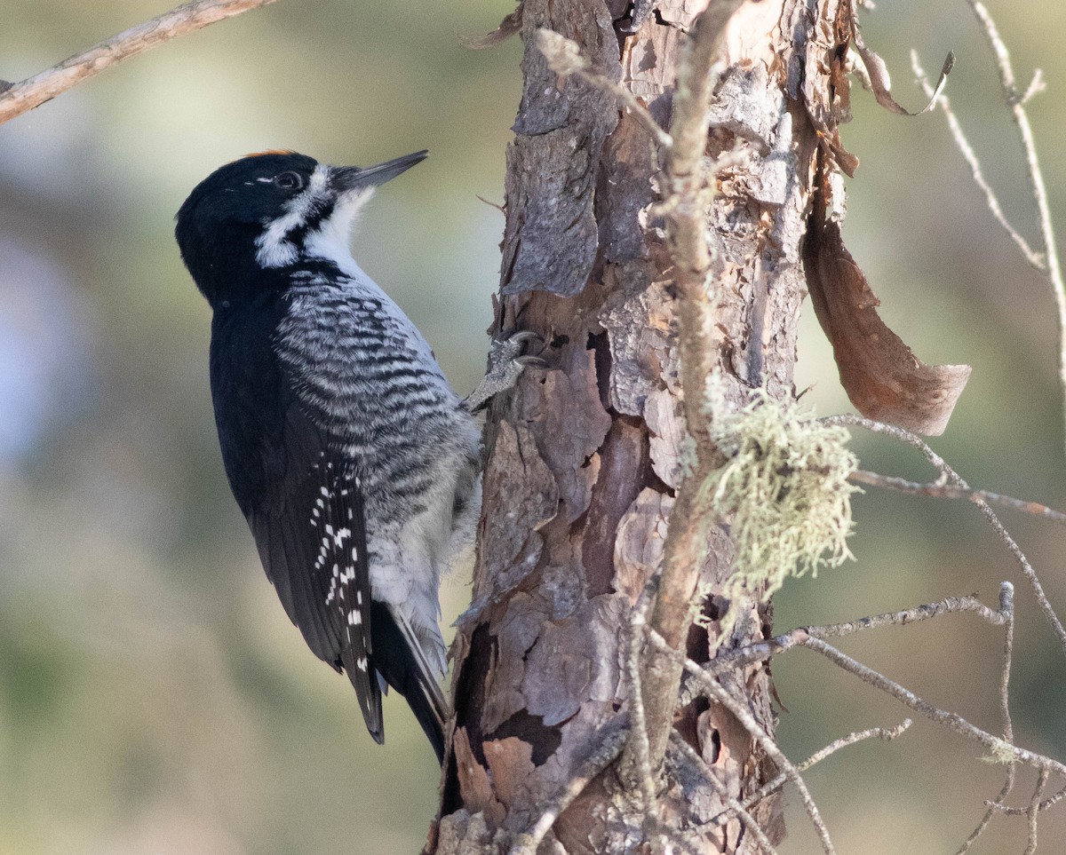 Black-backed Woodpecker - ML646598915