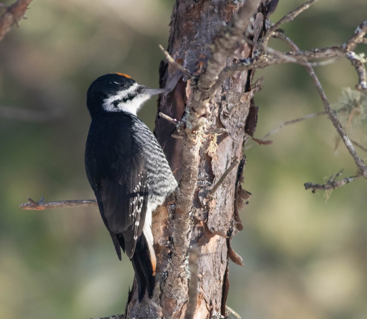 Black-backed Woodpecker - ML646598916