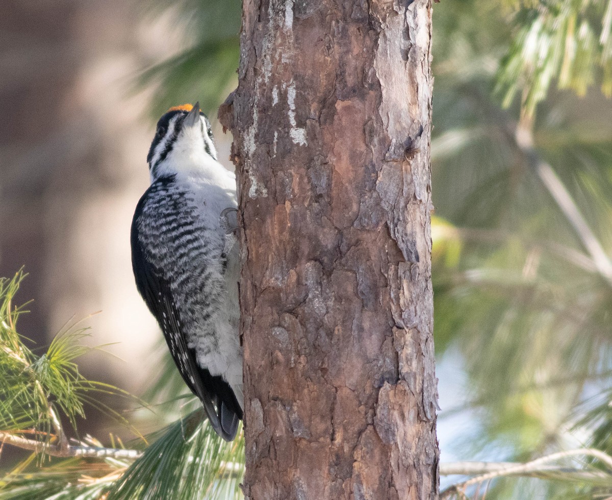 Black-backed Woodpecker - ML646598917
