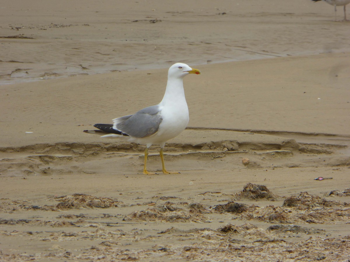 Yellow-legged Gull - ML646598919