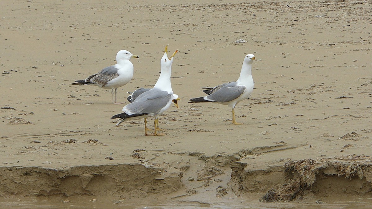 Yellow-legged Gull - ML646598920