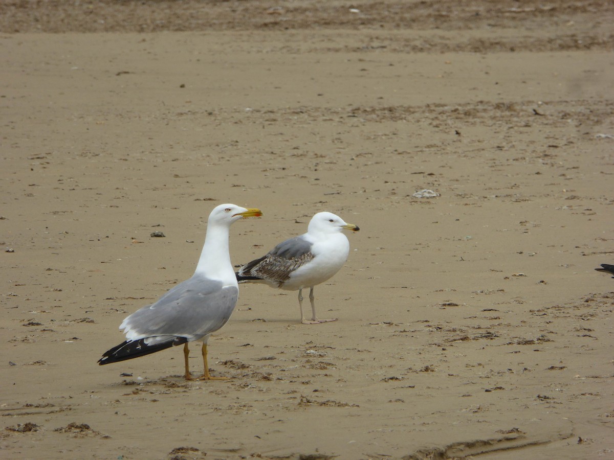 Yellow-legged Gull - ML646598921