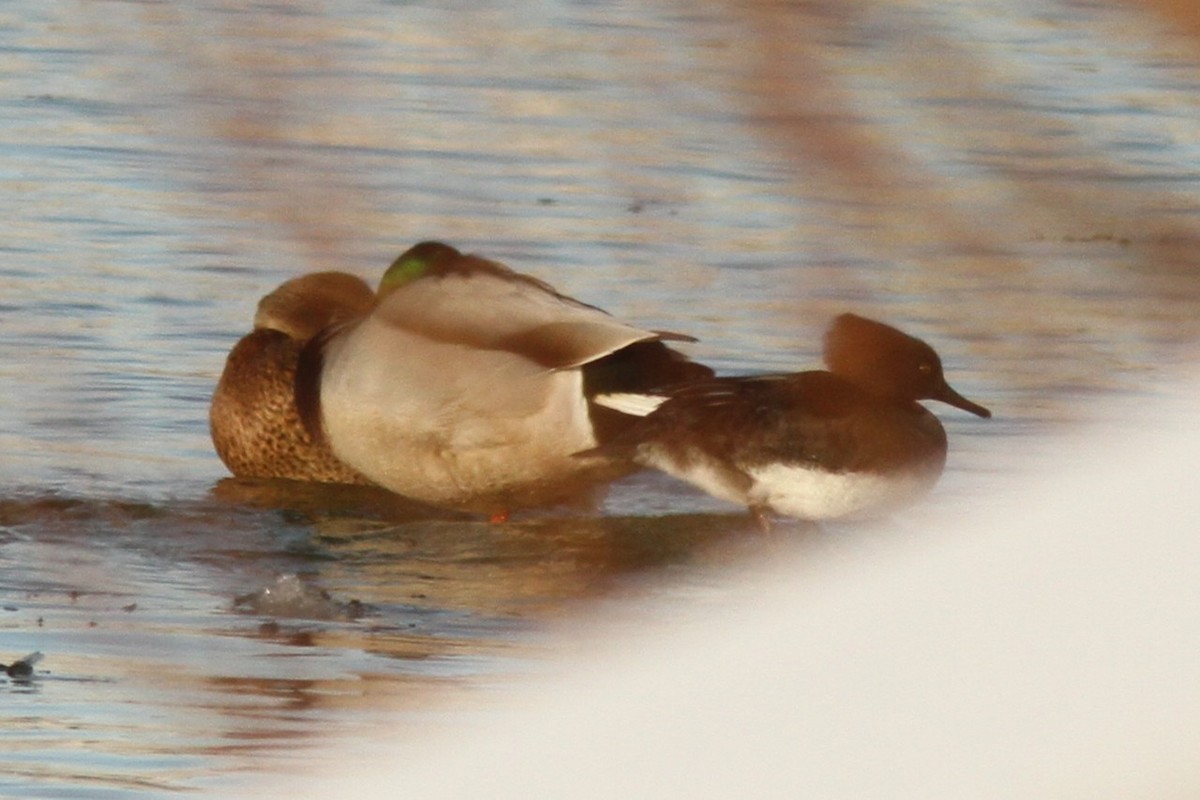 Hooded Merganser - ML646598922