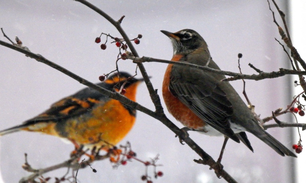 American Robin - ML646598925