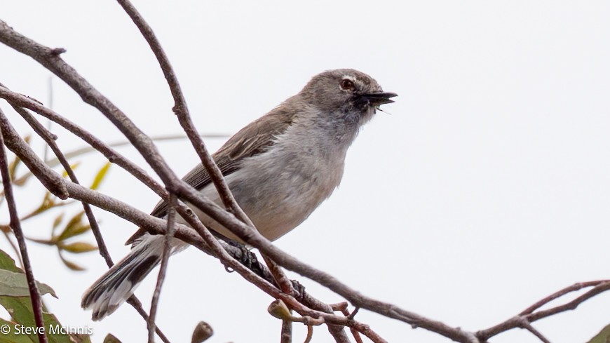 Western Gerygone - ML646598926