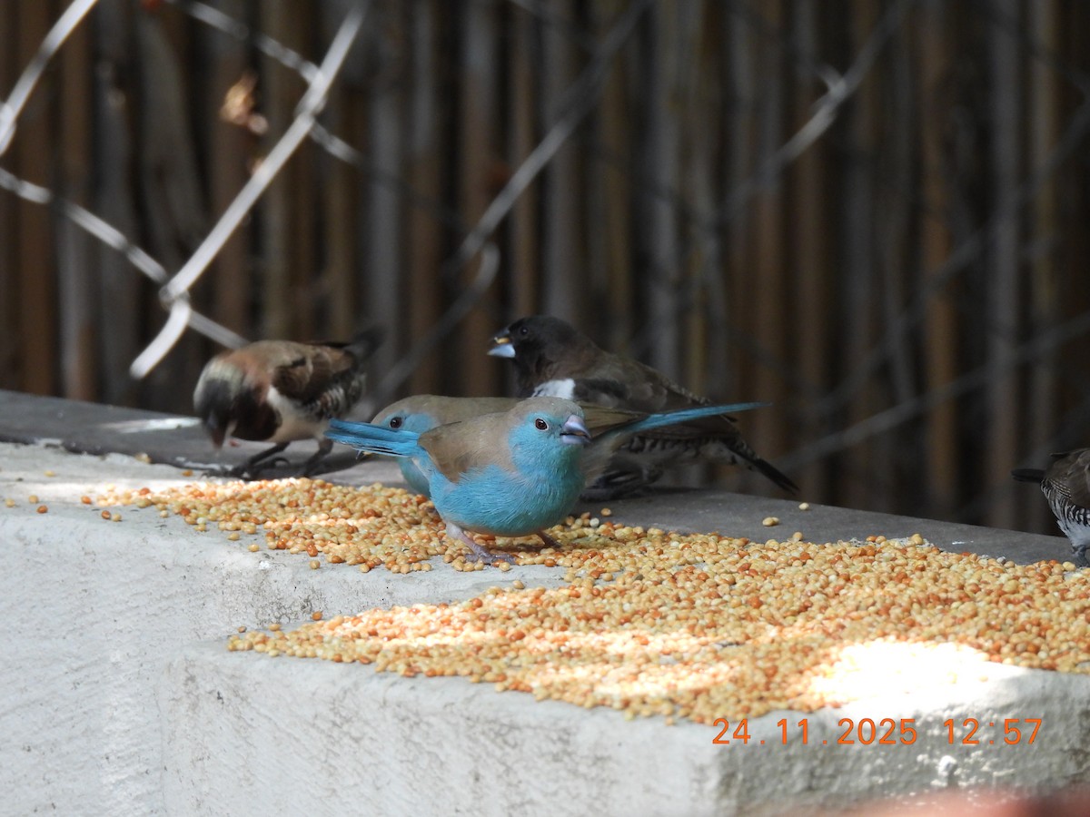 Southern Cordonbleu - ML646598927