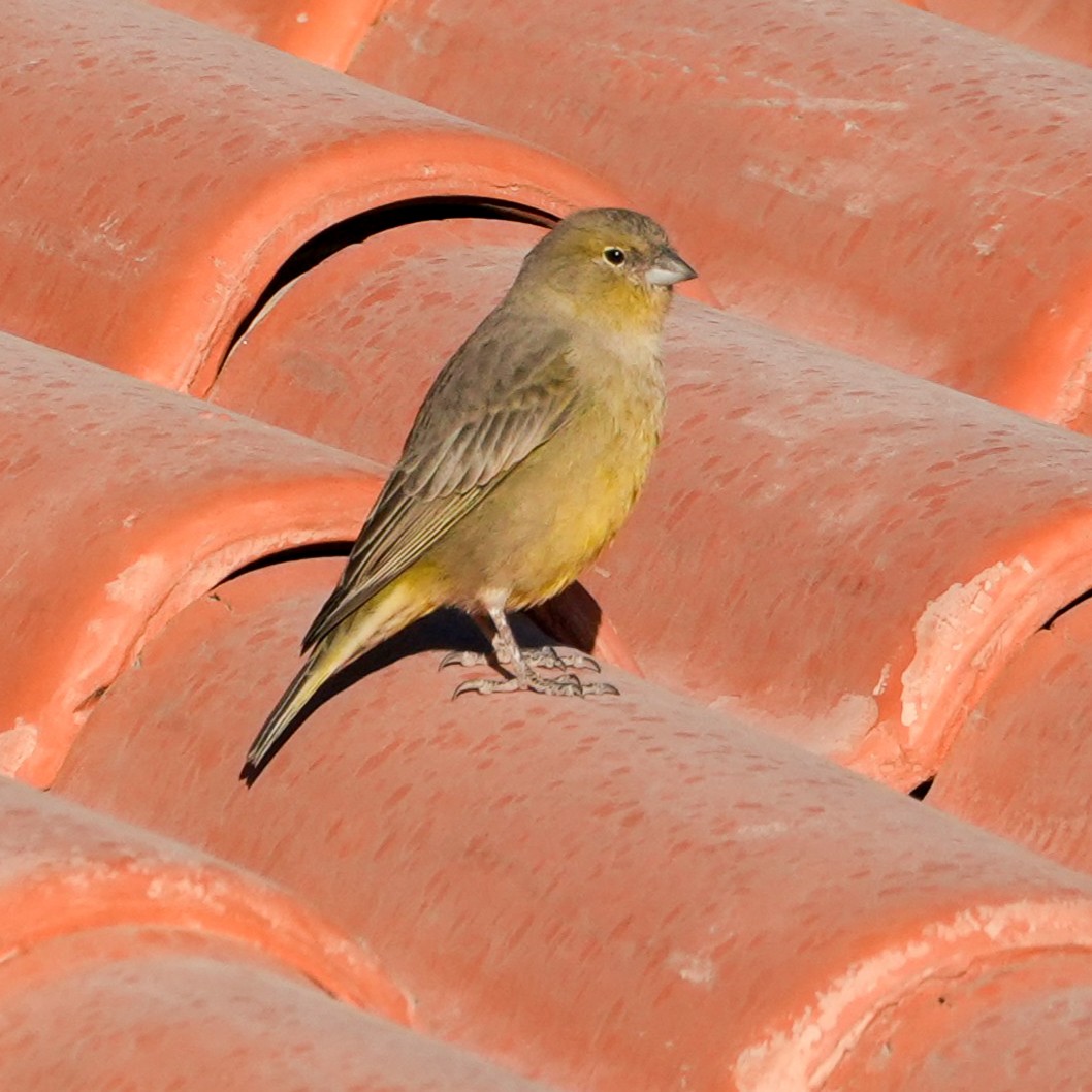 Greenish Yellow-Finch - ML646598928