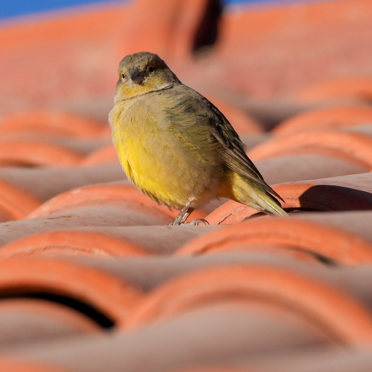Greenish Yellow-Finch - ML646598929