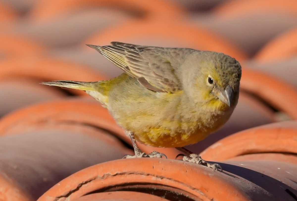 Greenish Yellow-Finch - ML646598930